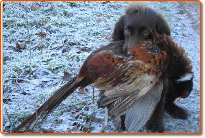 Flamepluscockpheasant1