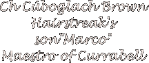 Ch Cboglach Brown Hairstreak's son"Marco"