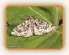 SpeckledBeauty2web